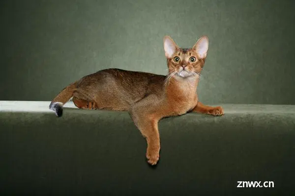 Abyssinian_1.jpg