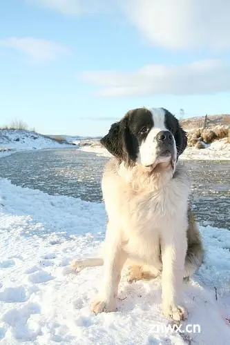 saint_bernard_143.jpg