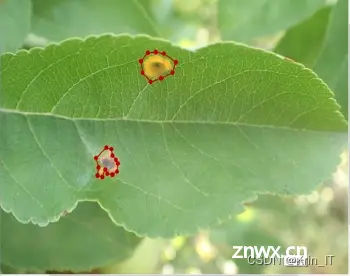 毕业设计-苹果树叶面病虫害检测系统-机器学习-卷积神经网络-YOLOv5s