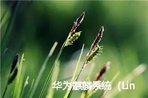 华为麒麟系统（Linux）安装微信wechat