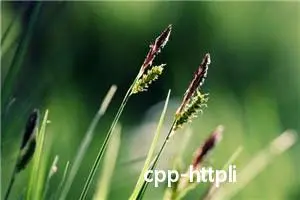 cpp-httplib: 轻量级、高性能的C++ HTTP/HTTPS客户端和服务器库