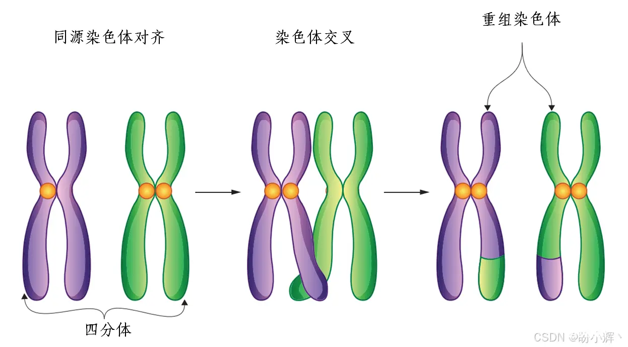 减数分裂过程