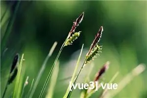 [vue3] vue3 setup函数 