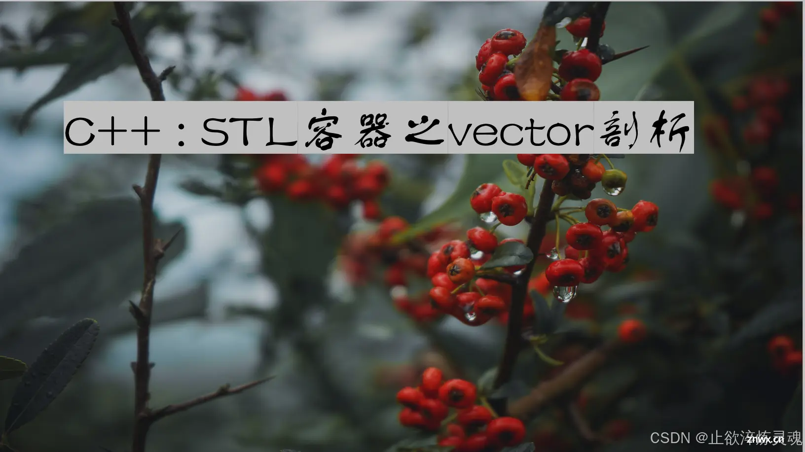 C++ : STL容器之vector剖析